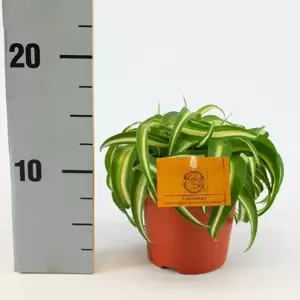 Chlorophytum comosum 'Bonnie' - Caribbean 12cm - image 3
