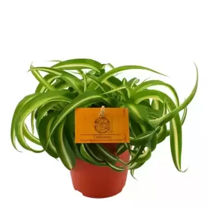 Chlorophytum comosum 'Bonnie' - Caribbean 12cm - image 2