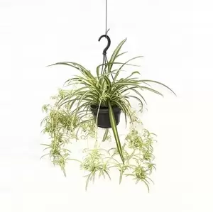 Chlorophytum comosum 'Variegatum' 14cm Hanging Pot