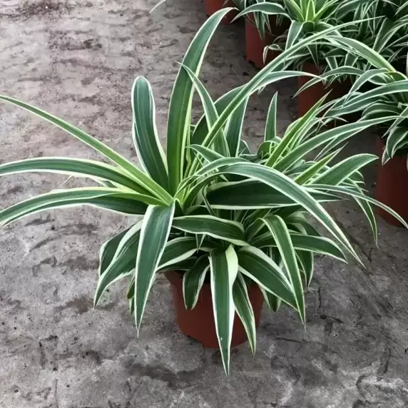 Chlorophytum comosum 'Vittatum'