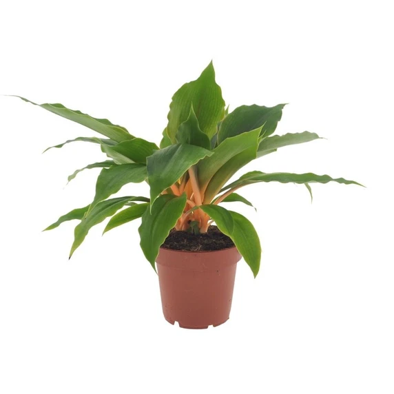 Chlorophytum orchidastrum 'Fire Flash' 12cm
