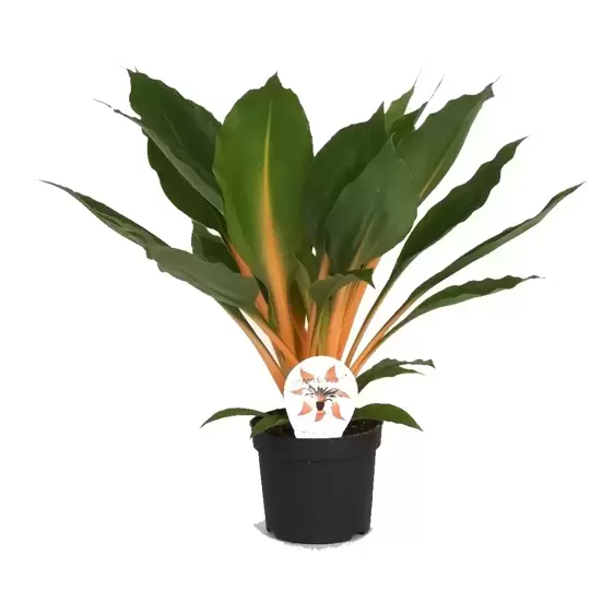 Chlorophytum orchidastrum 'Fire Flash'