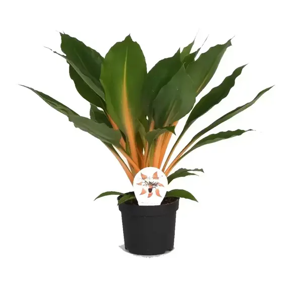 Chlorophytum orchidastrum 'Fire Flash' 14cm