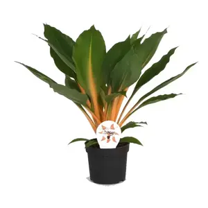 Chlorophytum orchidastrum 'Fire Flash' 14cm