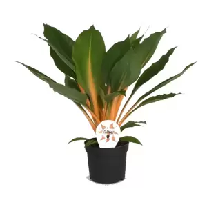 Chlorophytum orchidastrum 'Fire Flash'