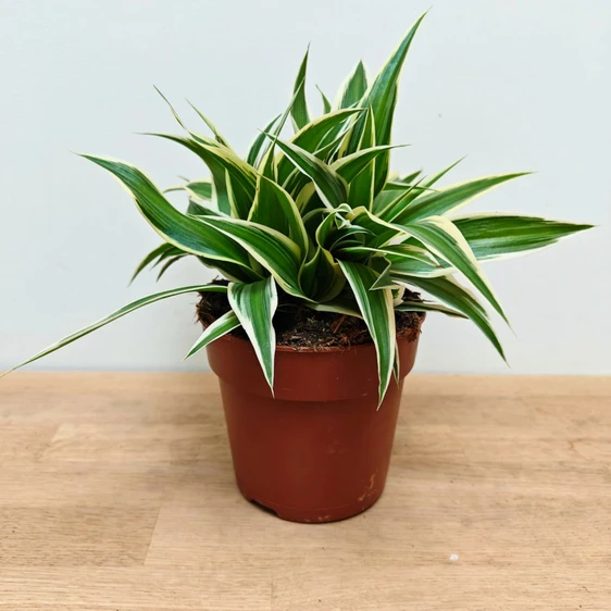 Chlorophytum comosum 'Irish' 12cm
