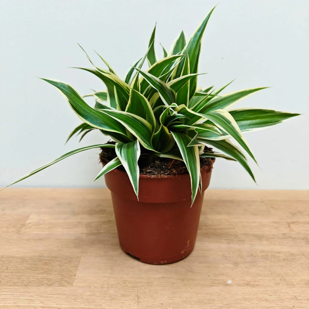 Chlorophytum Comosum Irish 12cm Cowell s Garden Centre Woolsington chlorophytum-comosum-irish-12cm-cowell-s-garden-centre-woolsington