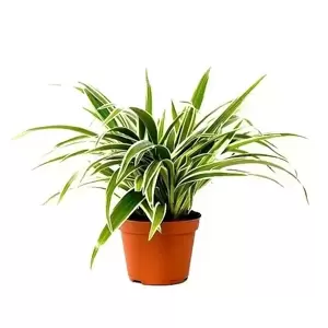 Chlorophytum laxum
