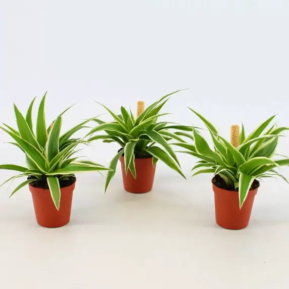Chlorophytum comosum 'Ocean' 7cm - image 3