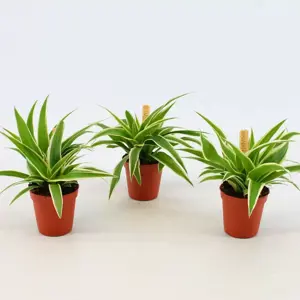 Chlorophytum comosum 'Ocean' 7cm - image 3