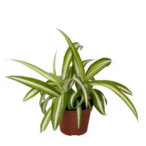 Chlorophytum comosum 'Variegatum' 8.5cm