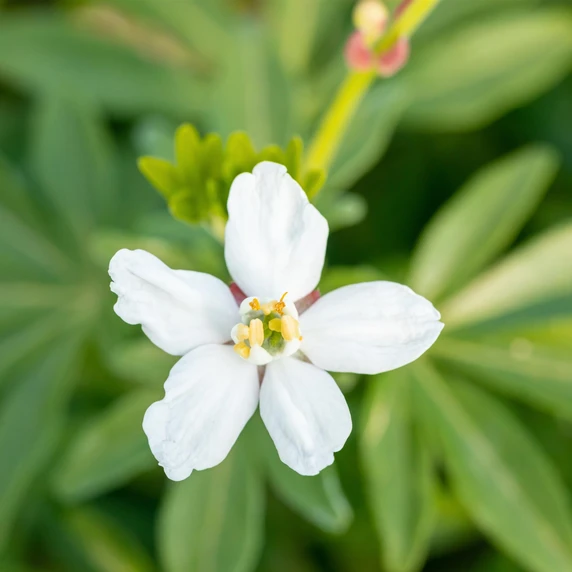 Choisya x dewitteana 'Greenfingers' 15L - image 2
