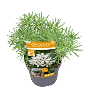 Choisya x dewitteana 'Little Bee' 3L - image 3