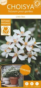 Choisya x dewitteana 'Little Bee' 4.5L - image 3