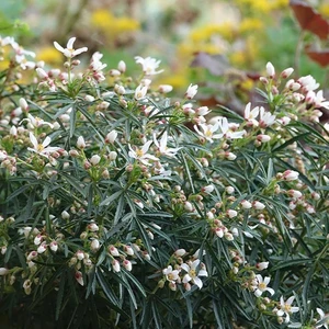 Picture - Minier Nurseries