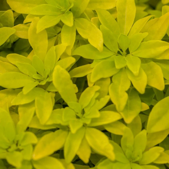 Choisya ternata 'Sundance' 2.3L - image 4