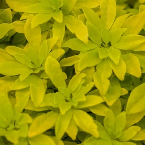 Choisya ternata 'Sundance' 2.3L - image 4