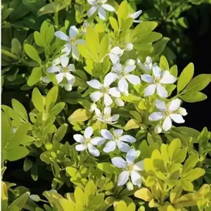 Choisya ternata 'Sundance' 2.3L - image 3