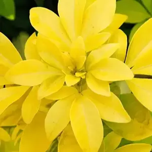 Choisya ternata 'Sundance' 2.3L - image 1