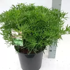 Choisya x dewitteana 'White Dazzler' 4.6L - image 2
