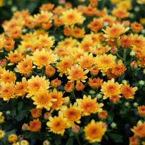 Chrysanthemum 'Garden Mum Bronze'