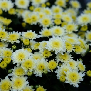 Chrysanthemum 'Garden Mum Cream'