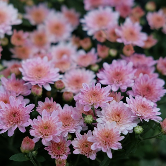 Chrysanthemum 'Garden Mum Pink'