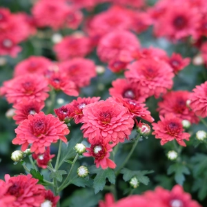 Chrysanthemum 'Garden Mum Red'