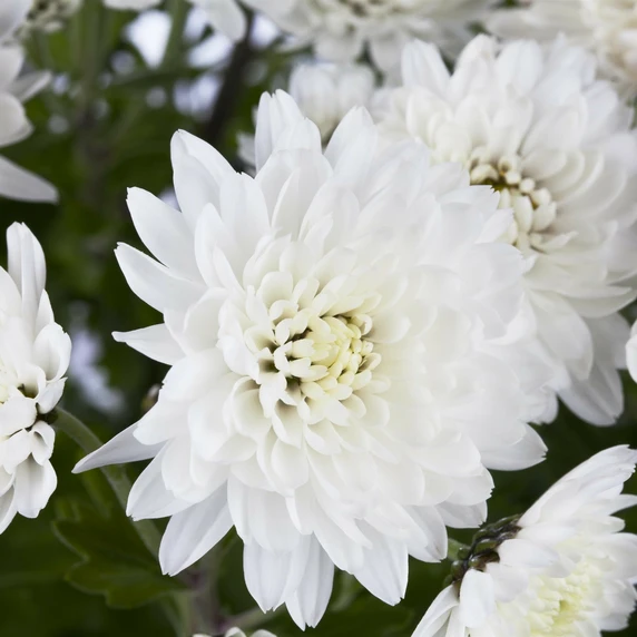 Chrysanthemum 'Garden Mum White'