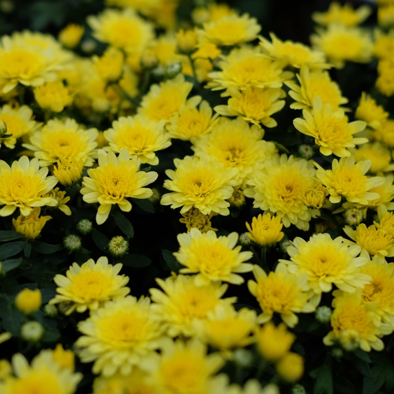 Chrysanthemum 'Garden Mum Yellow'