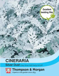 Cineraria Silver Dust - image 1