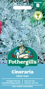 Cineraria Silver Dust - image 1