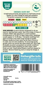 Cineraria Silver Dust - image 2