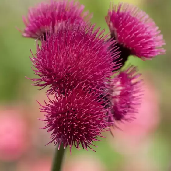 Cirsium rivulare 'Atropurpureum'