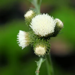 Picture Credit - Plants for Europe Ltd