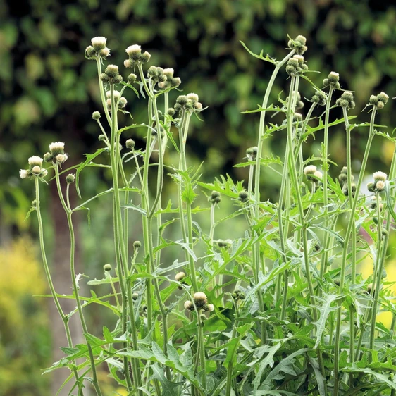 Picture Credit - Plants for Europe Ltd