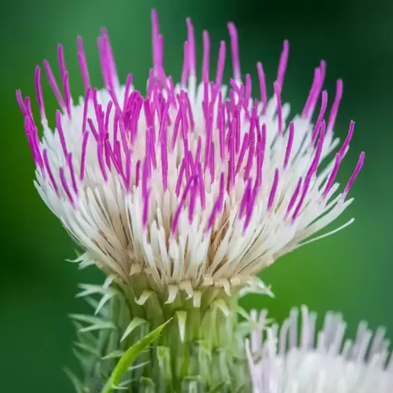 Cirsium 'Pink Blush'