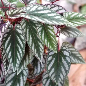 Cissus discolor