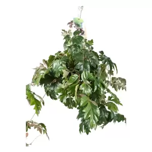 Cissus rhombifolia 'Ellen Danica' 17cm Hanging Pot