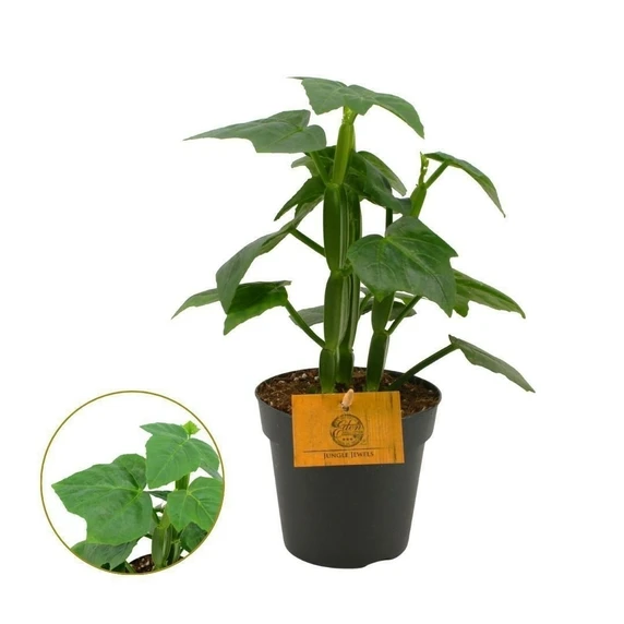 Cissus quadrangularis