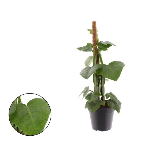 Cissus quadrangularis