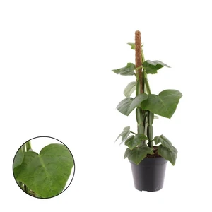 Cissus quadrangularis