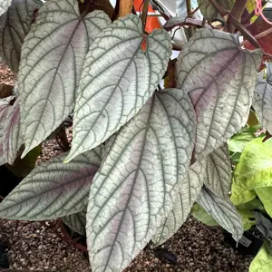 Cissus discolor 'Violet Vine' 9cm - image 2