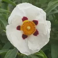 Cistus
