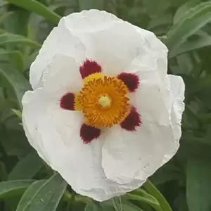 Cistus x purpureus 'Alan Fradd'