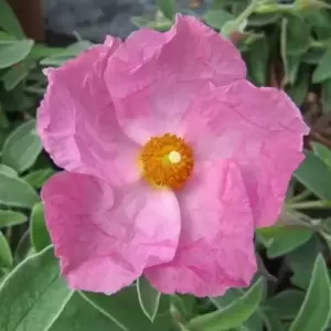 Cistus × argenteus 'Silver Pink'