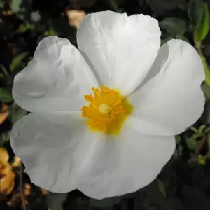 Cistus x hybridus var. corbariensis - image 1