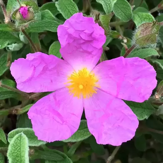 Cistus creticus