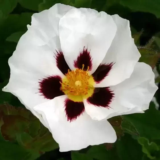 Cistus 'Snowflake'