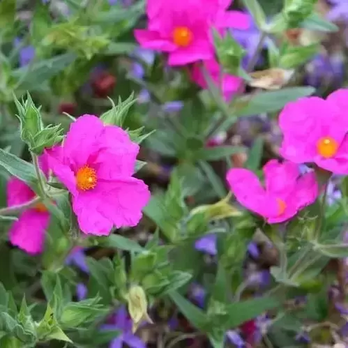 Cistus × pulverulentus 'Sunset' - image 1